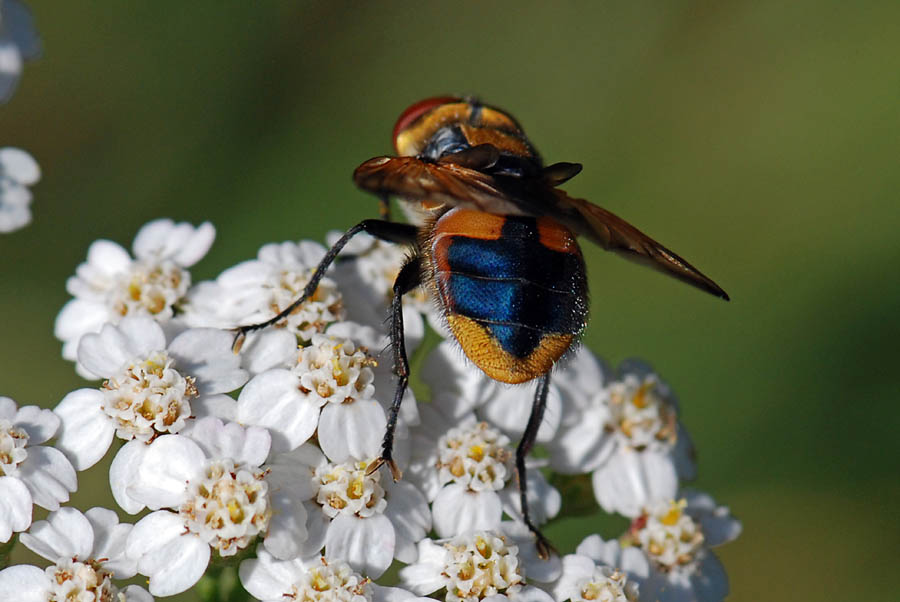 Phasia aurigera ♂ (Tachinidae)